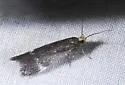 Chionodes hapsus - Hodges#2061.1 - photo 3