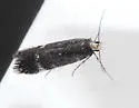 Chionodes hapsus - Hodges#2061.1 - photo 4