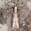 Chionodes hibiscella - Hodges#2084 - photo 2