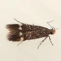 Chionodes lactans - Hodges#2095.6 - Chionodes lactans