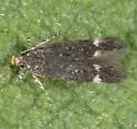 Chionodes lactans - Hodges#2095.6 - photo 2