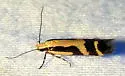 Chionodes landryi - Hodges#2071.1