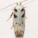 Chionodes lictor - Hodges#2094.4 - photo 2