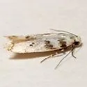 Chionodes lictor - Hodges#2094.4 - photo 3