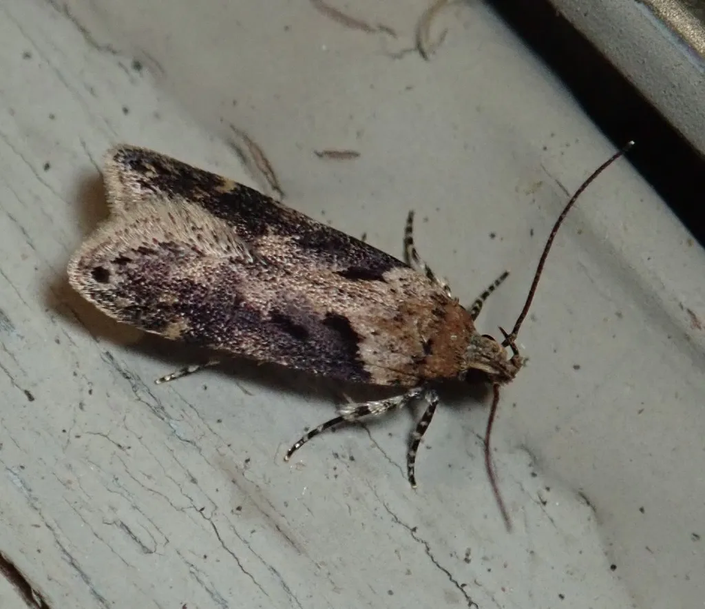 Black-smudged Chionodes Moth - photo 2
