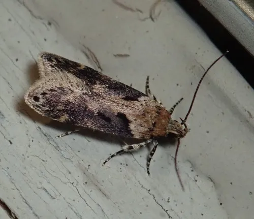Black-smudged Chionodes Moth - photo 4