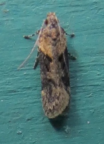 Black-smudged Chionodes Moth - photo 5