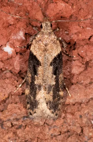 Black-smudged Chionodes Moth - photo 6