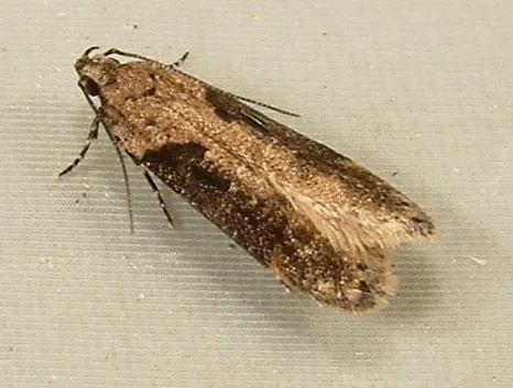 Black-smudged Chionodes Moth - photo 7
