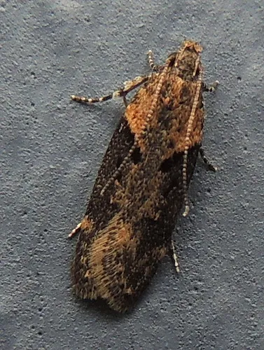Black-smudged Chionodes Moth - photo 8