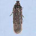 Chionodes morus - Hodges#2098.1 - photo 2