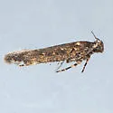 Chionodes morus - Hodges#2098.1 - photo 4