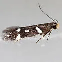 Chionodes munifex - Hodges#2095.9