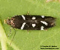 Chionodes naevus - Hodges#2097.2