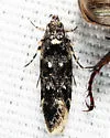 Chionodes near-bicostomaculella - Hodges#2064.1 - photo 2