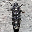 Chionodes near-bicostomaculella - Hodges#2064.1 - photo 3