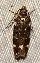 Chionodes near-bicostomaculella - Hodges#2064.1 - photo 5