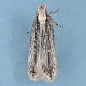 Chionodes notandella - Hodges#2098 - photo 2