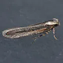 Chionodes notandella - Hodges#2098 - photo 4