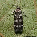 Chionodes obex - Hodges#2095.8