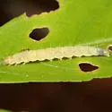 Boxelder leafworm moth - Hodges#2099 - photo 2