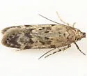 Boxelder leafworm moth - Hodges#2099 - photo 3