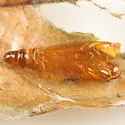 Boxelder leafworm moth - Hodges#2099 - photo 4