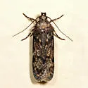 Boxelder leafworm moth - Hodges#2099 - photo 5