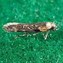 Chionodes occidentella - Hodges#2100