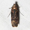Chionodes occidentella - Hodges#2100 - photo 2