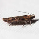 Chionodes occidentella - Hodges#2100 - photo 3