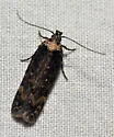 Chionodes occidentella - Hodges#2100 - photo 4