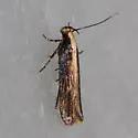 Chionodes ochreostrigella - Hodges#2102 - photo 2