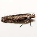 Chionodes ochreostrigella - Hodges#2102 - photo 4