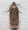 Chionodes pereyra - Hodges#2104 - photo 5