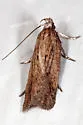 Chionodes praeclarella - Hodges#2075