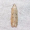 Chionodes praeco - Hodges#2124.7