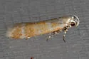 Chionodes retiniella - Hodges#2112 - photo 2
