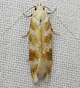 Chionodes retiniella - Hodges#2112 - photo 3