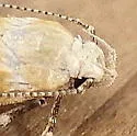 Chionodes retiniella - Hodges#2112 - photo 4