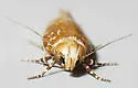 Chionodes retiniella - Hodges#2112 - photo 5