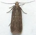 Chionodes rhombus - Hodges#2102.1 - Chionodes rhombus