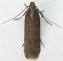 Chionodes rhombus - Hodges#2102.1 - photo 4