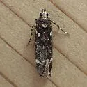 Chionodes sabinianae - Hodges#2113 - photo 2
