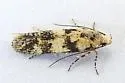 Chionodes sanator - Hodges#2118.4
