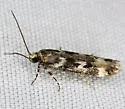 Chionodes sattleri - Hodges#2069.1 - Chionodes sattleri