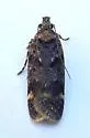 Chionodes sevir - Hodges#2115.1 - photo 4