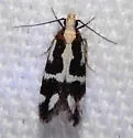 Chionodes sistrella - Hodges#2116