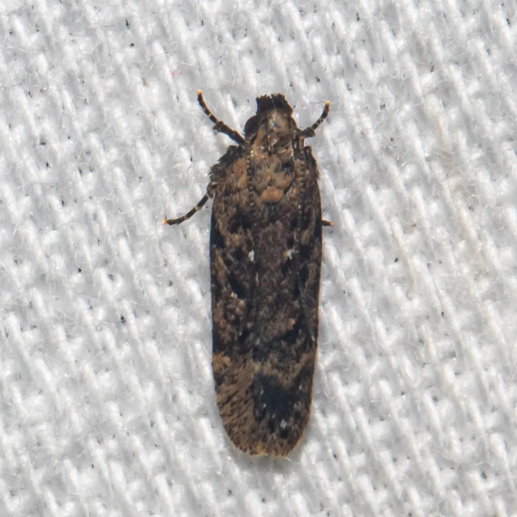 Chionodes thoraceochrella - Hodges#2119 - photo 2