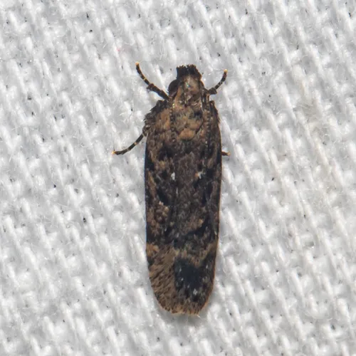 Chionodes thoraceochrella - Hodges#2119 - photo 4